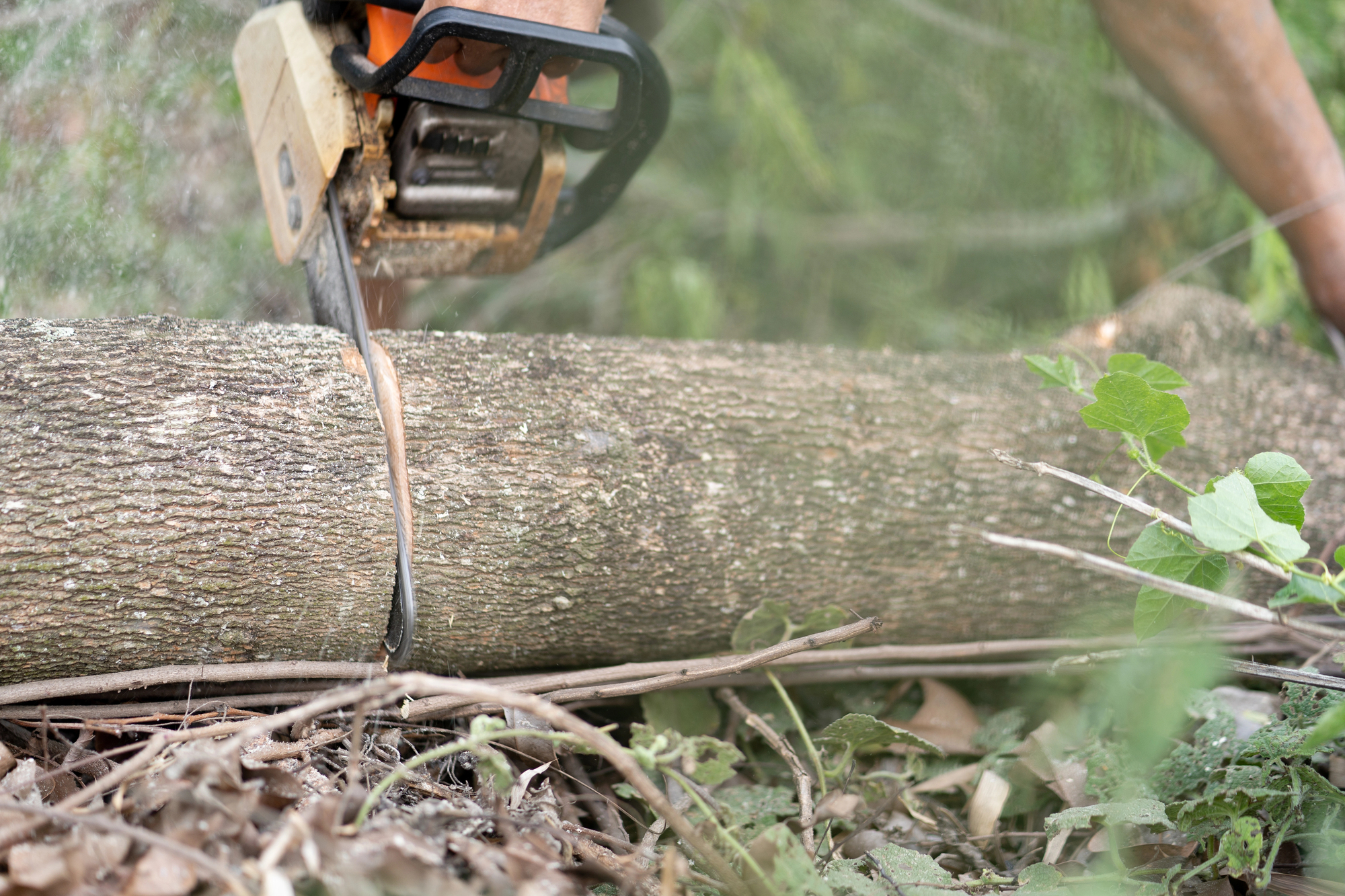 A close-up of a person using a chainsaw to cut through a thick tree trunk lying on the ground in an outdoor setting.