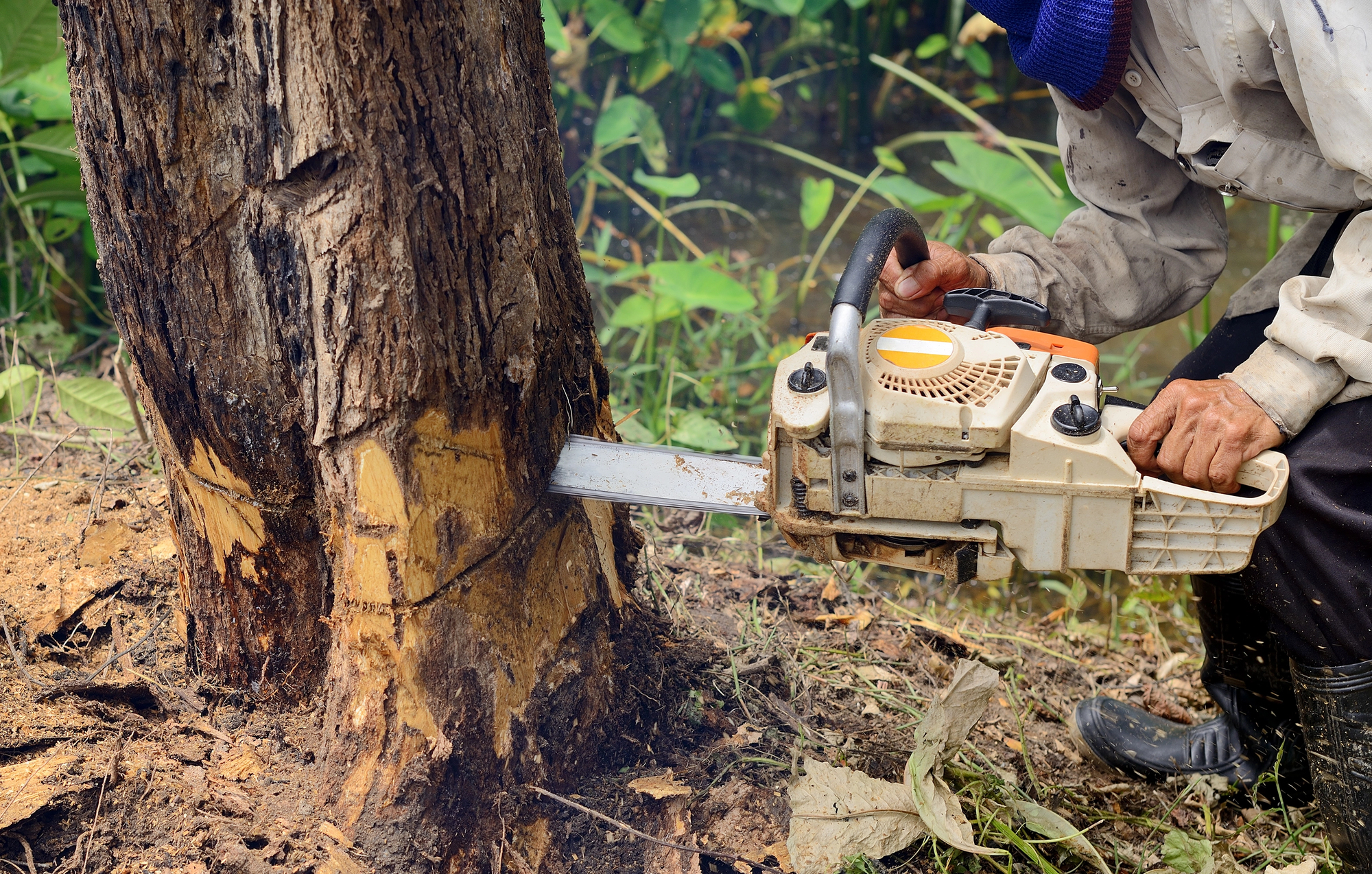 A person using a chainsaw to cut down a tree, making horizontal and angled cuts near the tree’s base.