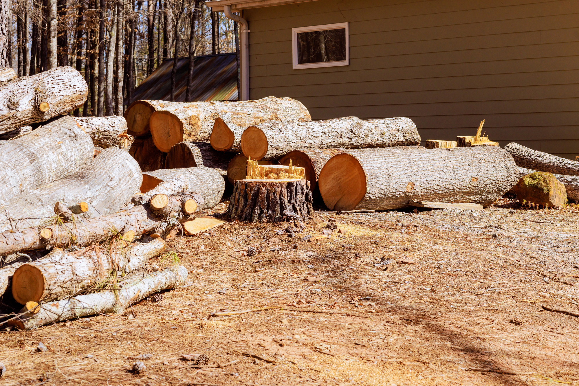 Large cut logs and a tree stump are stacked near a house with green siding on a sunny day.