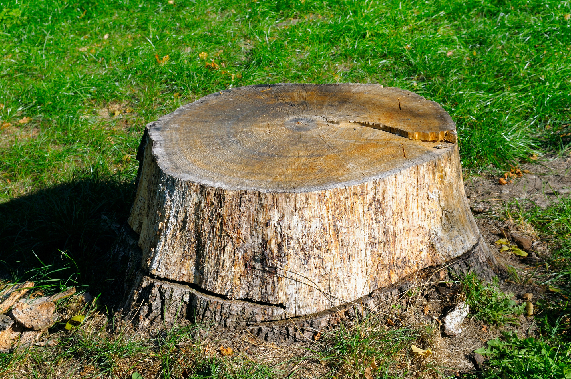 A large tree stump with visible growth rings sits on green grass, indicating a recently cut tree.