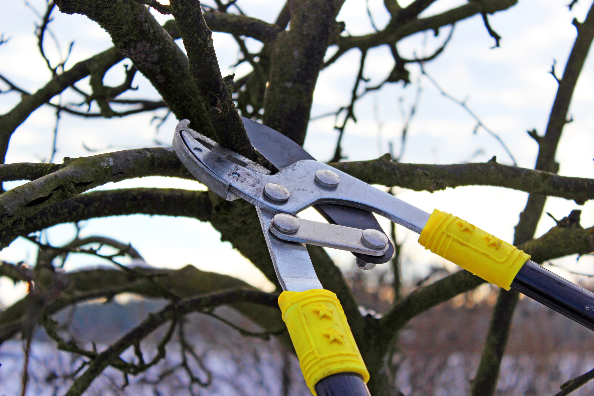 Close-up of a pair of loppers with yellow handles cutting a thick branch from a tree.