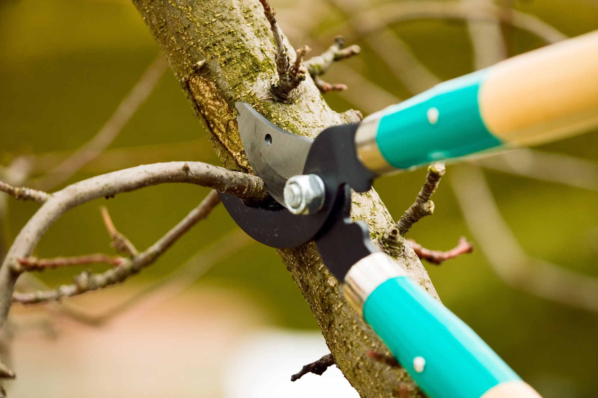 Close-up of pruning shears cutting a small tree branch with a green and brown handle, set against a blurred outdoor background.